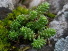 Sedum acre