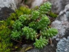 Sedum acre