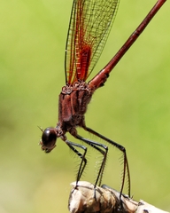 Hetaerina occisa
