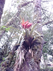 Tillandsia turneri