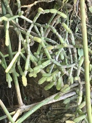 Rhipsalis teres