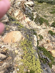 Drosanthemum candens