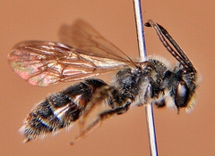 Andrena robertsonii