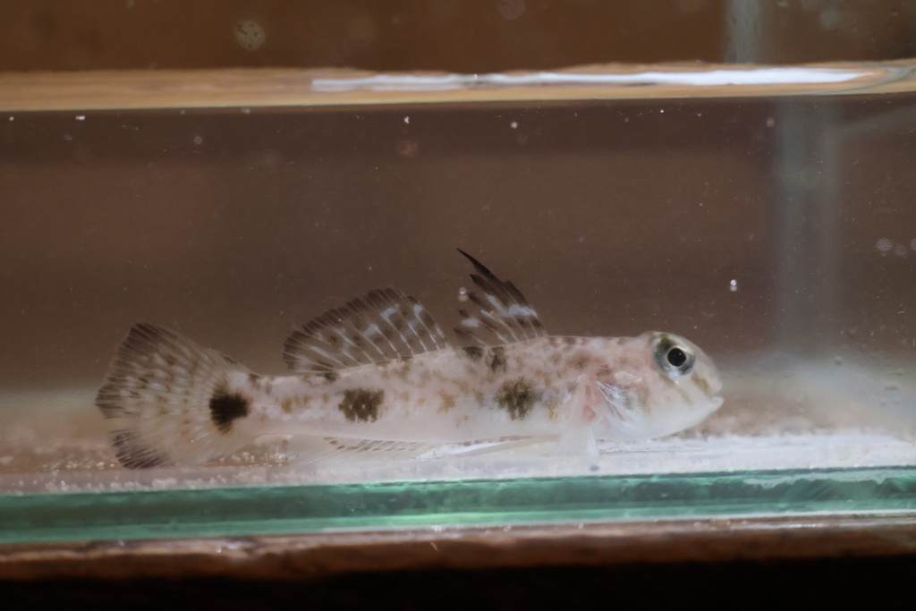Goby (Yongeichthys criniger) — Gobiidae
