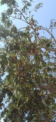 Tamarindus indica