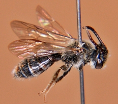Andrena robertsonii