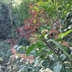 Ardisia