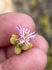 Drosanthemum candens