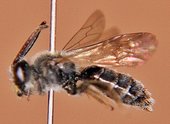 Andrena robertsonii