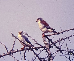 Polihierax semitorquatus