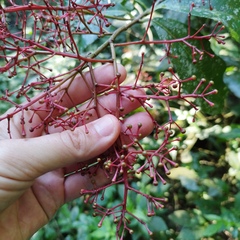 Ardisia