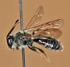 Andrena robertsonii
