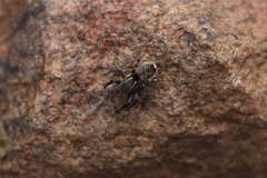 Stenaelurillus tamravarni