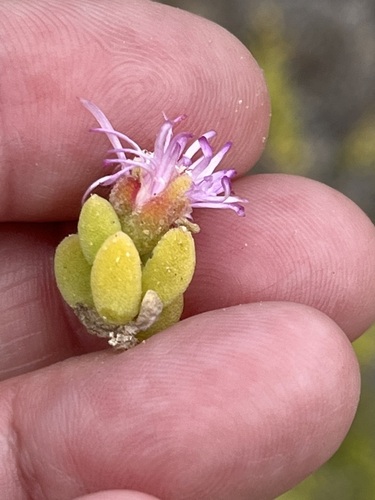 Image of Rodondo Creeper by (c) Charleen Brunke, some rights reserved (CC BY)