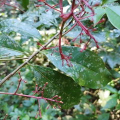 Ardisia