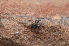 Stenaelurillus tamravarni