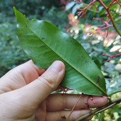 Ardisia