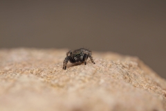 Stenaelurillus tamravarni