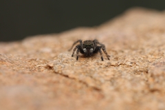 Stenaelurillus tamravarni