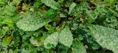 Anchusa