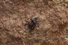 Stenaelurillus tamravarni