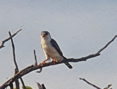 Polihierax semitorquatus