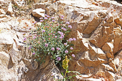 Monardella odoratissima glauca