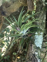 Tillandsia stricta