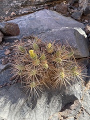Maihueniopsis camachoi