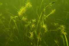 Paranemonia cinerea