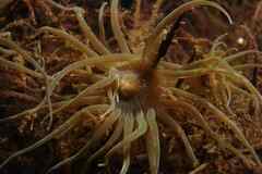Paranemonia cinerea