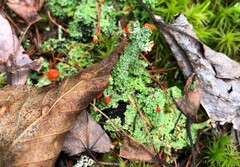 Cladonia bellidiflora