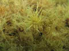 Paranemonia cinerea