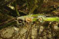 Paranemonia cinerea