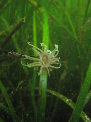 Paranemonia cinerea