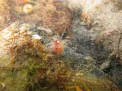 Aulactinia verrucosa