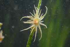 Paranemonia cinerea