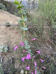 Penstemon spectabilis