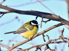 Parus major