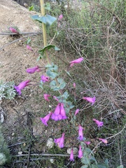 Penstemon spectabilis