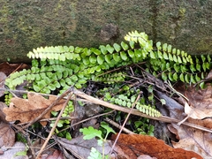 Asplenium trichomanes