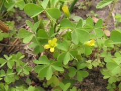 Oxalis dillenii