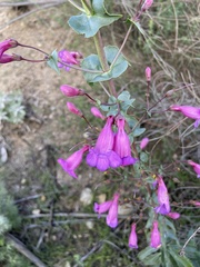 Penstemon spectabilis