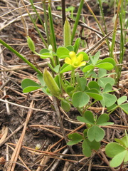 Oxalis dillenii
