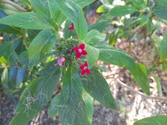 Pentas lanceolata