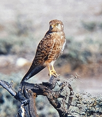 Falco rupicoloides