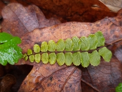 Asplenium trichomanes