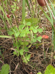 Oxalis dillenii