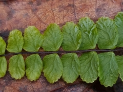 Asplenium trichomanes