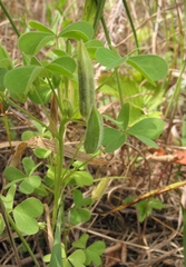 Oxalis dillenii